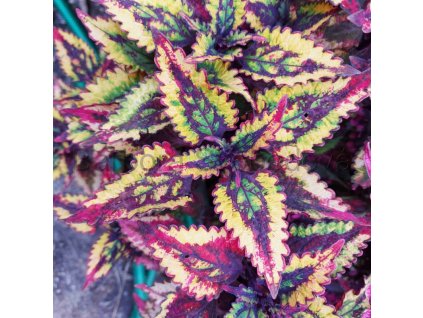 coleus blumei anastas