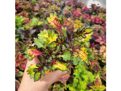 coleus blumei tickled pickled