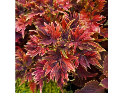 coleus blumei sport twist and twirl