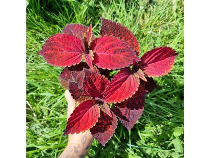 inbound4565443357698599684