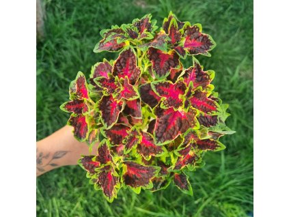 coleus blumei nn4