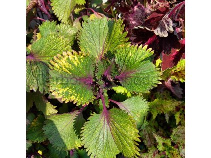 coleus blumei koh phangan green