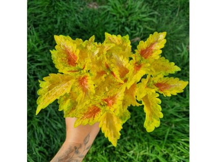 coleus blumei bs2039 (6)