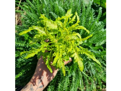 inbound5501851456046251216