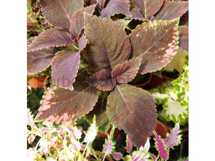 coleus blumei inky pinky