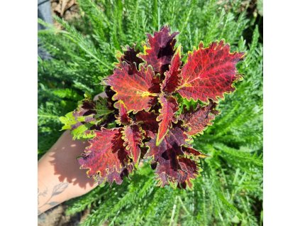 inbound2625715155871584823