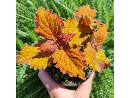 inbound3799584771011298179