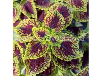 coleus blumei raspberry tart