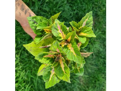 Africká kopřiva - Coleus blumei - Christmas Candy SP
