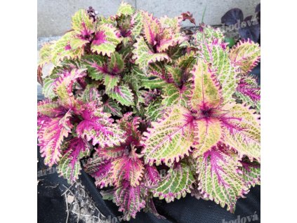 coleus blumei peter s wonder