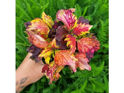 inbound8713690168158660954