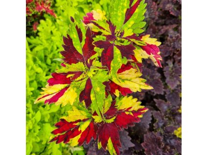 Africká kopřiva - Coleus blumei - Twist and Twirl