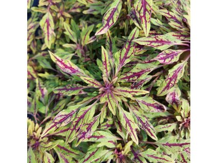 coleus blumei zooey