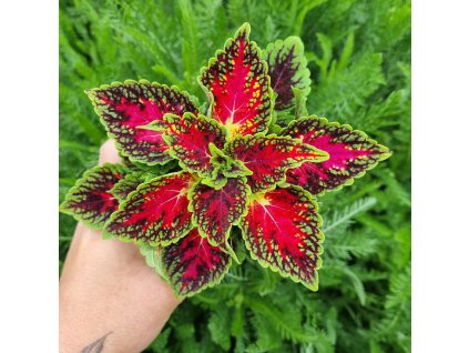 inbound2749461020044077174