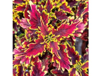 coleus blumei golden gate