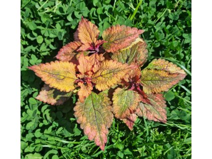 coleus blumei doctor wu