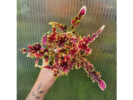 coleus blumei bs2064