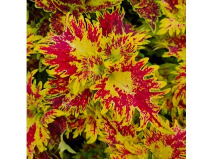 coleus blumei bs2013