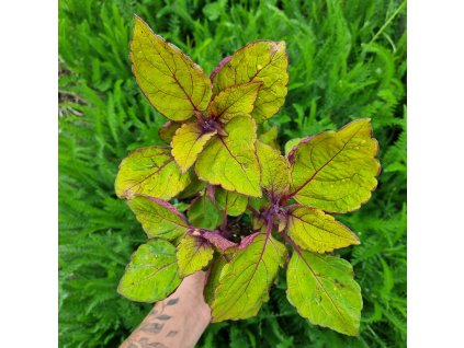 inbound1085897993278950640