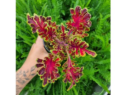 inbound4697568142577426028