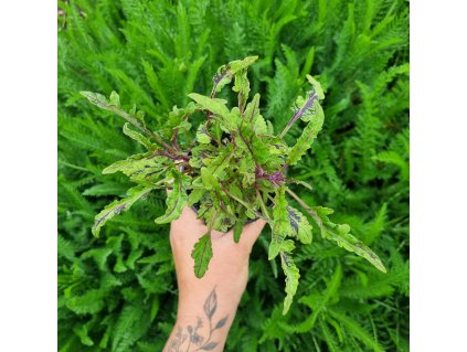 Coleus blumei - NN10