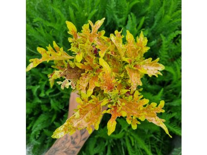 Coleus blumei - BS2078