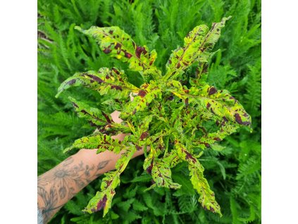 Coleus blumei - BS2079