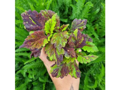 Coleus blumei - NN8