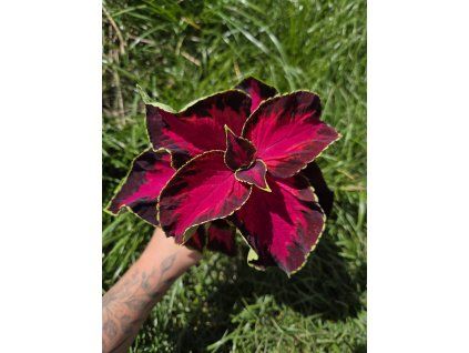 Africká kopřiva Coleus blumei Dark Cherry