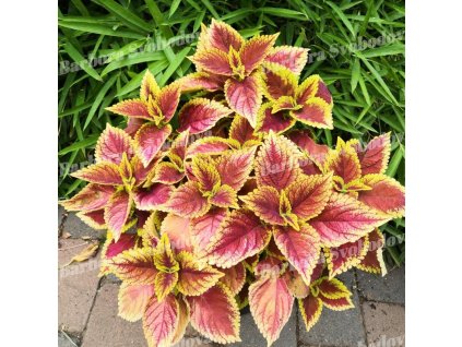 Africká kopřiva - Coleus Blumei - Brilliancy