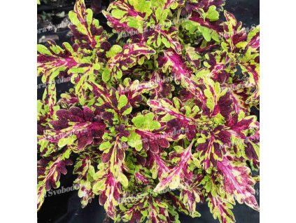 coleus blumei muriel pedley