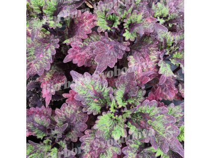 coleus blumei elfers