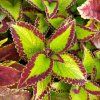 coleus blumei saturn rings