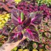 coleus blumei christmas candy