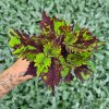 Africká kopřiva - Coleus blumei - Spring Rhapsody