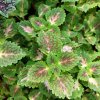 coleus blumei trailing queen