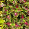 coleus blumei spacecake