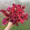 coleus blumei bs2008