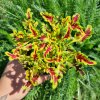 Africká kopřiva - Coleus blumei 'BS2010'