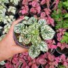 Hypoestes