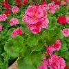 pelargonie