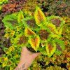 Coleus