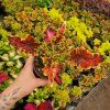 Coleus