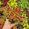 Coleus