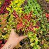 Coleus