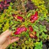 Coleus