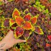 Coleus