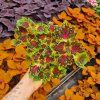 Coleus