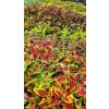 Coleus