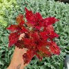 Africká kopřiva - Coleus blumei -Indian Summer